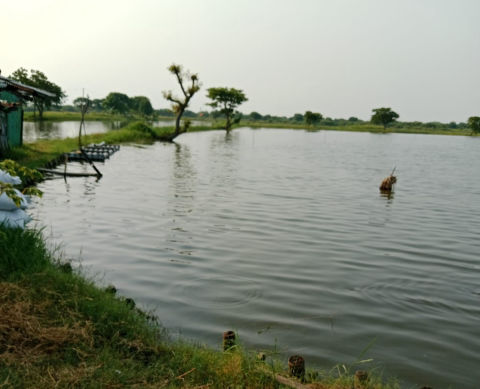 Dijual Tambak Jabon Sidoarjo