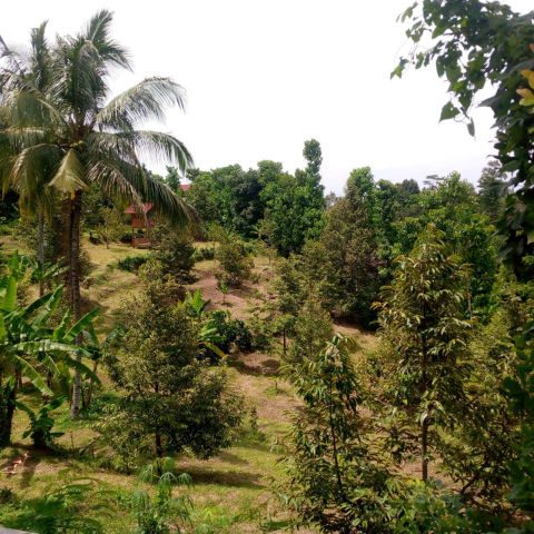 Dijual Tanah Jalan Wonosalam Jombang