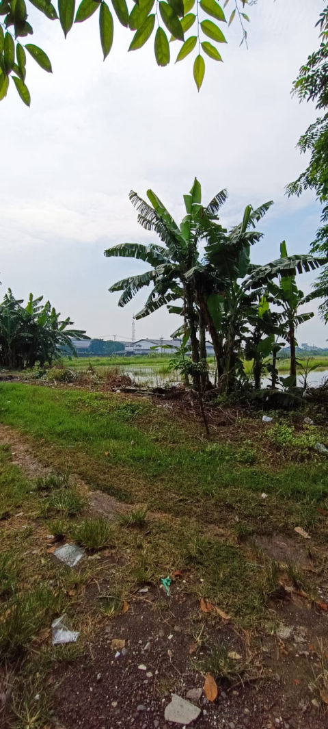 Dijual Tanah Cangkir Driyorejo