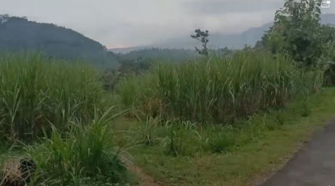 Dijual Tanah Kebun Jalan Wonosalam Jombang