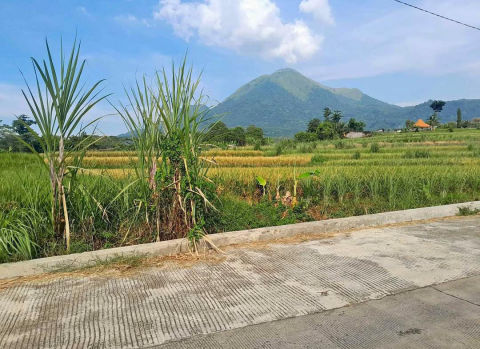 Dijual Tanah Sawah di Trawas