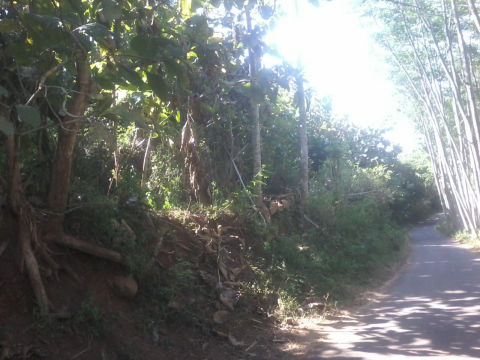 Dijual Tanah Desa Curahdami, Bondowoso