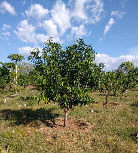 Dijual Lahan Kebun Mangga Situbondo