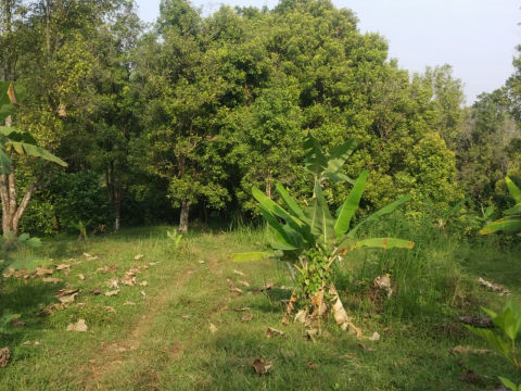 Dijual Tanah Carangwulung Wonosalam