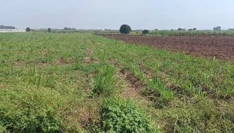 Dijual Lahan Industri di Mojokerto