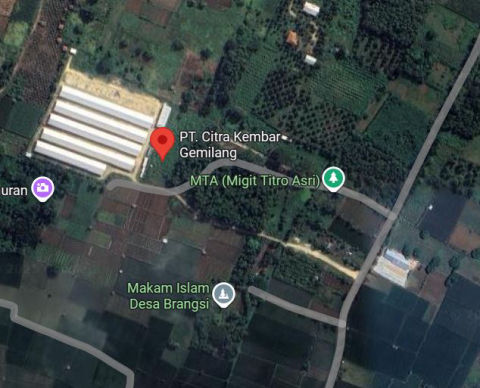 Dijual Peternakan Ayam Desa Brangsi Lamongan