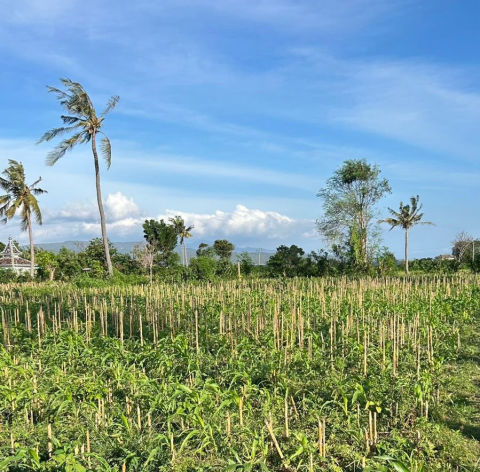 Dijual Tanah Desa Bangsring, Wongsorejo, Banyuwangi