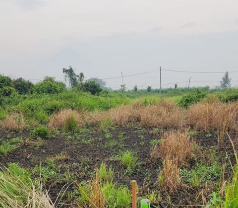 Dijual Tanah Area Industri Wonomlati Krembung Sidoarjo