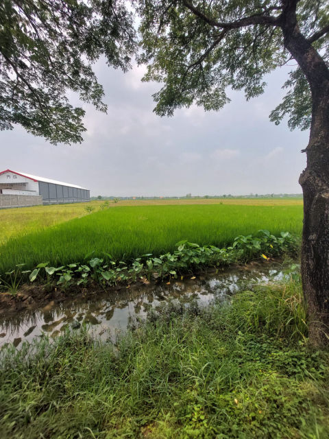 Dijual Tanah Kapas Bojonegoro