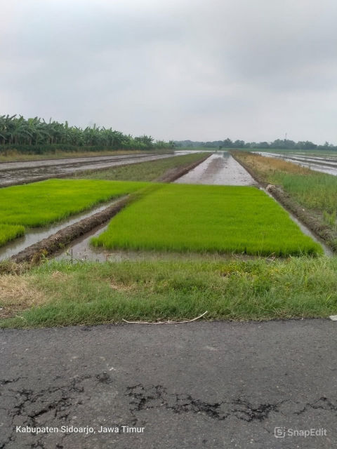 Dijual Tanah Sawah Desa Pertapan Taman Sidoarjo