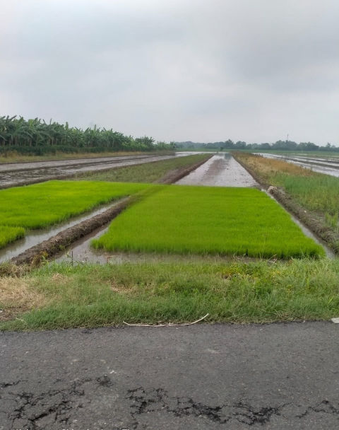 Dijual Tanah Sawah Desa Pertapan Taman Sidoarjo
