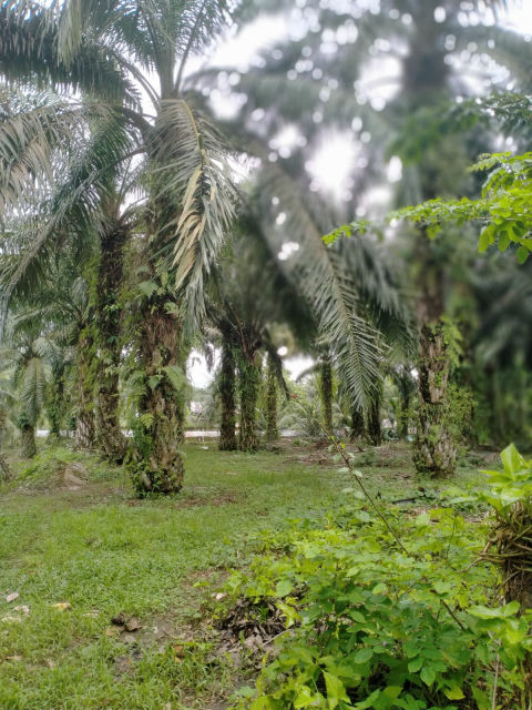 Dijual Tanah Desa Namopuli, Pancur Batu, Medan