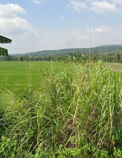 Dijual Tanah Purwodadi Pasuruan