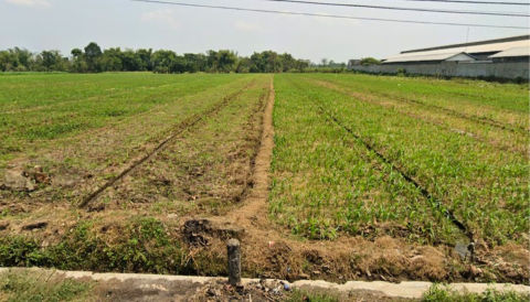 Dijual Tanah Mojoagung, Jombang