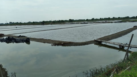 Dijual Tambak Bandeng Bangil