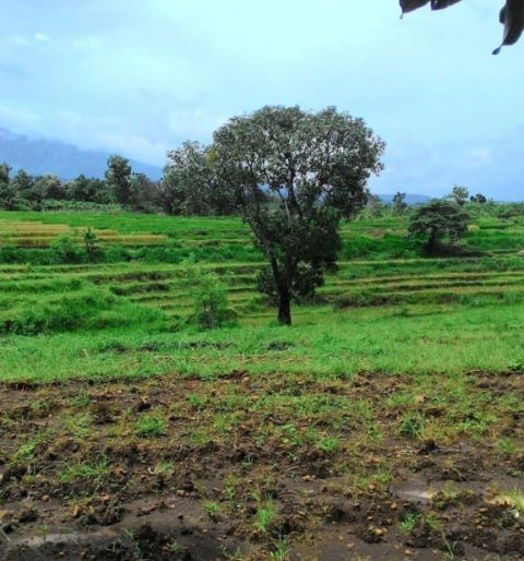 Dijual Tanah Dlanggu Mojokerto