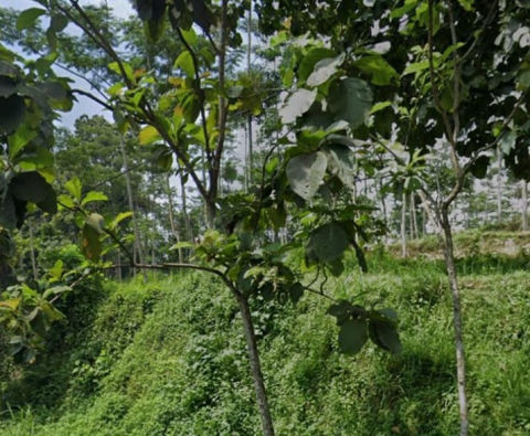 Dijual Lahan Dayurejo Pandaan