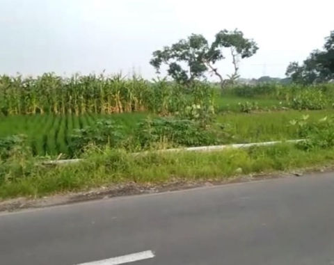 Dijual Tanah Wedoroanom Driyorejo