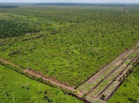 Dijual Tanah Peniti Luar Kalimantan Barat