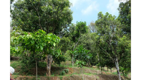 Dijual Tanah Perkebunan Wonosalam, Jombang