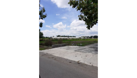 Dijual Tanah Morosuggingan Peterongan, Jombang