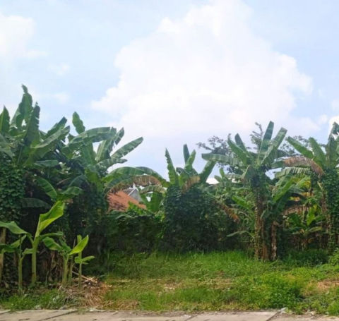 Dijual Tanah Jalan Raya Jelidro